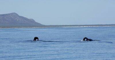 Крупнейшая бойня океане: киты-убийцы полакомились печенями 17 акул (фото) - focus.ua - Украина - Юар