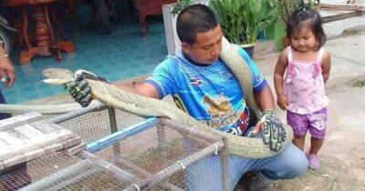 "Расслаблялась": семья нашла одну из самых смертоносных змей на планете у себя в гостинной - focus.ua - Украина - Филиппины - Таиланд - Индонезия