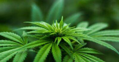 Опасность марихуаны. Прием каннабиса влияет на послеоперационное восстановление, — считают ученые - focus.ua - США - Украина - Колумбия - Бостон - шт. Массачусетс