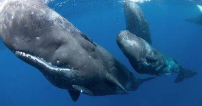 Закрывают только один глаз. Ученые рассказали где, как и сколько спят киты в океане (видео) - focus.ua - Украина