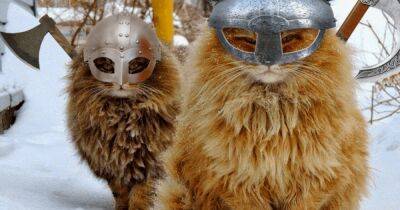 В бой с верным другом. Исследователи выяснили, что викинги привозили своих животных в Англию - focus.ua - Норвегия - Украина - Англия - Швеция - Финляндия - Находка