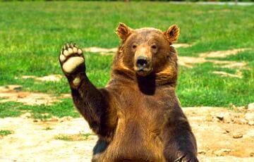 Охотничье хозяйство посчитало, сколько в Витебской области живет медведей и удивилось - charter97.org - Белоруссия - Витебск - район Докшицкий