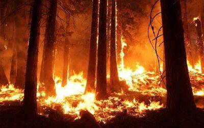 В Чили бушуют лесные пожары, есть погибшие - korrespondent.net - Украина - Грузия - Алжир - Чили