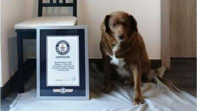 217 лет по человеческим меркам: найдена самая старая собака в мире - vesty.co.il - Израиль - Португалия