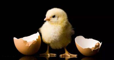 Вечный вопрос. Ученые рассказали, что же на самом деле появилось раньше: курица или яйцо - focus.ua - Украина - Бельгия