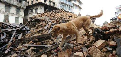 Могут ли животные предсказать землетрясения: интересные факты - unn.com.ua - Украина - Киев - Турция - Греция