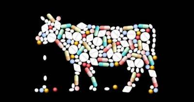 Ученые дали прогноз по использованию антибиотиков в животноводстве - produkt.by - Белоруссия