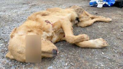 В Астрахани возбудили дело после проверки приюта с мёртвыми собаками - svoboda.org - Астрахань