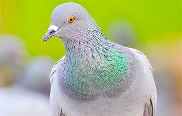 Биолог обучил голубя сортировать картинки вместо нейросети - charter97.org - Белоруссия - штат Айова