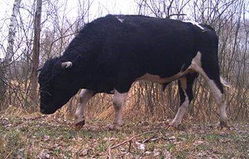 Как выглядят одичавшие коровы, которые живут в Чернобыльской зоне - charter97.org - Белоруссия - территория Чаэс