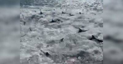 Неистовое пиршество: у берегов Луизианы лодка попала в окружение сотен голодных акул (видео) - focus.ua - Украина - New York - штат Луизиана - Юар