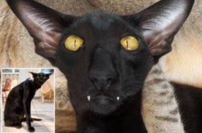 "Гібрид кажана та пантери": дивний "кіт-вампір" поставив мережу на вуха - akcenty.com.ua - Украина - Фінляндія