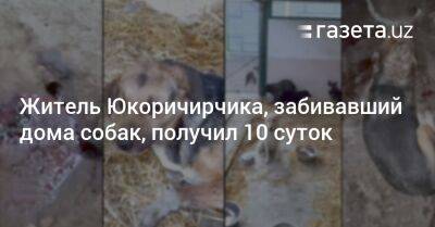 Житель Юкоричирчика, забивавший дома собак, получил 10 суток - gazeta.uz - Узбекистан