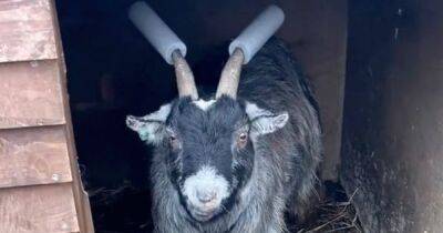 Драчун Гарри: на британской ферме завели козла, который стал звездой TikTok (видео) - focus.ua - Украина - Англия
