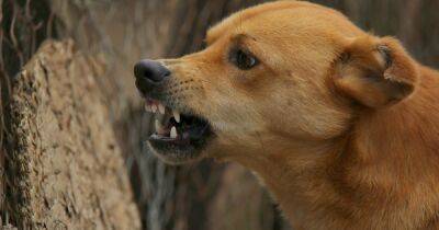 В одном из сел Львовщины у собаки обнаружено бешенство, в зоне вокруг введен карантин - dsnews.ua - Украина - Львовская обл.
