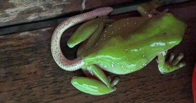 Змея торчит из лягушки: в сети ломают голову над необычным фото животного - focus.ua - США - Украина - Австралия