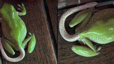 Жаба гадюку ела? Интернет взволнован снимком, где змея вылезает из задницы лягушки - itc.ua - Украина - Австралия