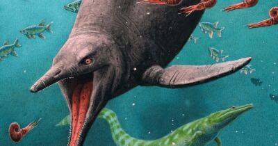 Перевернул существующую теорию эволюции. Палеотологи обнаружили останки древнего животного, старше динозавров - focus.ua - Украина - Осло