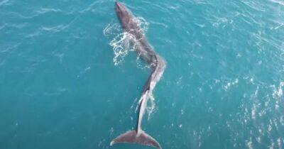 Понять могут только люди. В море обнаружен огромный кит со сколиозом: как такое может быть (видео) - focus.ua - Украина - Испания