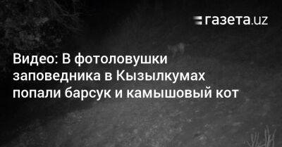 Видео: В фотоловушки заповедника в Узбекистане попали барсук и камышовый кот - gazeta.uz - Узбекистан