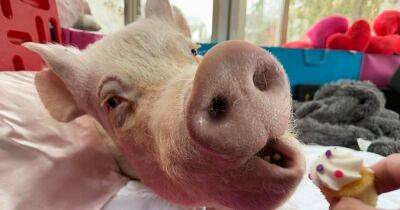 В Канаде домашняя свинка ошеломила владельцев своими размерами, когда выросла - focus.ua - Украина - Канада