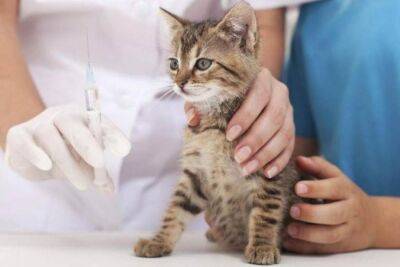 Харьковчанам предлагают бесплатно вакцинировать своих кошек и собак - objectiv.tv - Харьков