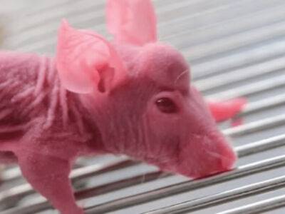 Взяли стволовые клетки от оленя: ученые вырастили на лбу у мышей "рога" - unn.com.ua - Украина - Киев