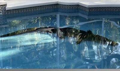 "Неожиданный сюрприз": огромный аллигатор перелез через забор и поселился в бассейне частного дома - akcenty.com.ua - США - Украина - шт.Флорида