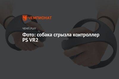 Фото: собака сгрызла контроллер PS VR2 - championat.com