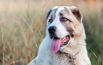 Белоруса укусила собака - он взыскал с ее хозяина более $2 тысяч - charter97.org - Белоруссия