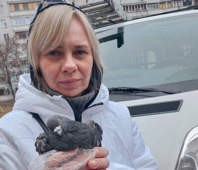 Спецоперацию по спасению голубя провели на Северной Салтовке (видео) - objectiv.tv - Харьков