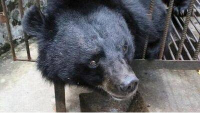 Китайская певица вместо собаки вырастила гималайского медведя — за это ей грозит 10 лет тюрьмы - obzor.lt - Китай