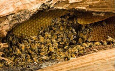 Семья из Британии обнаружила дома огромный улей, когда по стенам потек мед - obzor.lt - Англия
