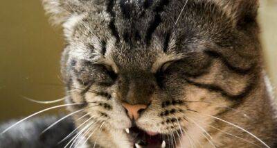 О чём говорит кошка: эксперты рассказали, что означает кошачье мяуканье - cxid.info