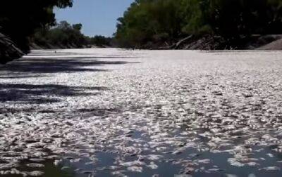 В Австралии тонны мертвой рыбы выбросило на берег - korrespondent.net - Украина - Австралия