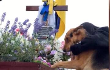 Видеофакт: пес пришел на могилу защитника Украины - charter97.org - Украина - Белоруссия