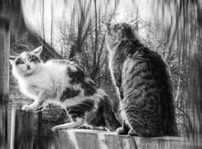 На фотовыставке в Твери покажут более 50 мартовских котов и кошек - afanasy.biz - Тверь