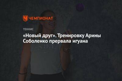 Арина Соболенко - «Новый друг». Тренировку Арины Соболенко прервала игуана - championat.com - США - Австралия - Белоруссия - Эмираты - шт. Индиана