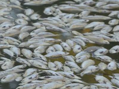 Миллионы мертвых рыб выбросило на берег Австралии из-за жары - unn.com.ua - Украина - Киев - Австралия