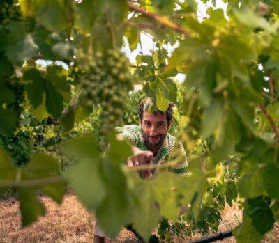 Риккардо инспектировал виноградники на юге Австралии - f1news.ru - Австралия - Мельбурн - штат Южная