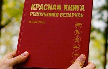 В Красную книгу Беларуси добавили новое животное - charter97.org - Китай - Украина - Белоруссия