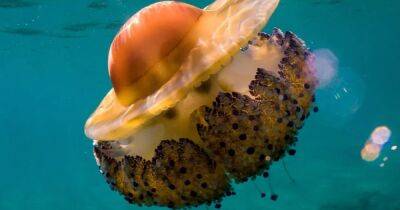 Идеальная глазунья. В водах океана бродит медуза, похожая на жареное яйцо (фото) - focus.ua - Украина