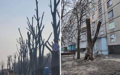 Зверски обрубленные деревья: экоактивист заявил, что в Харькове нарушают закон - objectiv.tv - Украина - Харьков