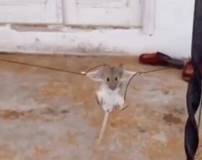 Узбекистанец поймал и ради смеха издевался над мышкой. Видео - podrobno.uz - Узбекистан - Ташкент