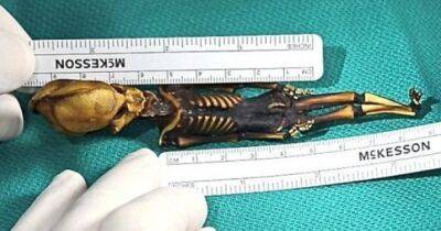 В США ученые смогли разгадать многолетнюю тайну скелета "инопланетянина" (фото) - focus.ua - США - Украина - Сан-Франциско - шт. Калифорния
