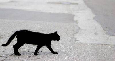 Что делать, если черная кошка перешла дорогу: народные приметы на 28 марта 2023 года - cxid.info