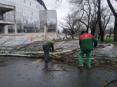 В Одессе уже упали полсотни деревьев, а ветер продолжает дуть - odessa-life.od.ua - Украина - Одесса