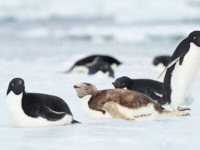 В Антарктиде заметили необычного пингвина: фотограф поделился снимком - unn.com.ua - США - Украина - Киев - шт. Джорджия - Антарктида