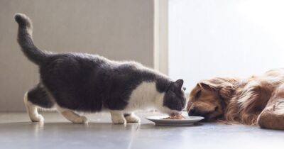 Почему нельзя кормить кошек собачей едой: причины, о которых знают не все - focus.ua - Украина