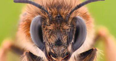 Пчелиный апокалипсис. Ученые проверили утверждения о массовом вымирании пчел на Земле - focus.ua - США - Украина